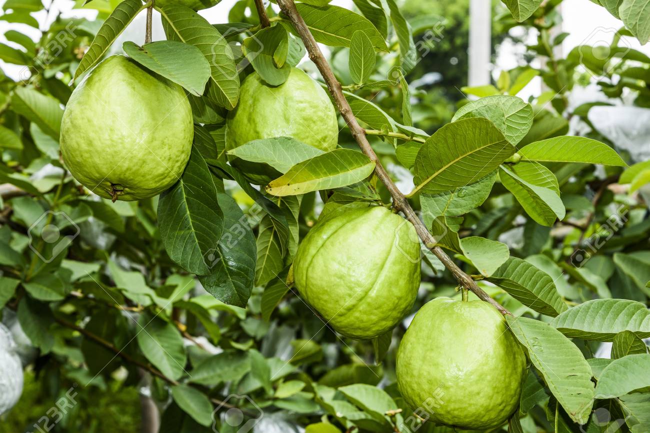 Detail Pictures Of Guava Trees Nomer 15