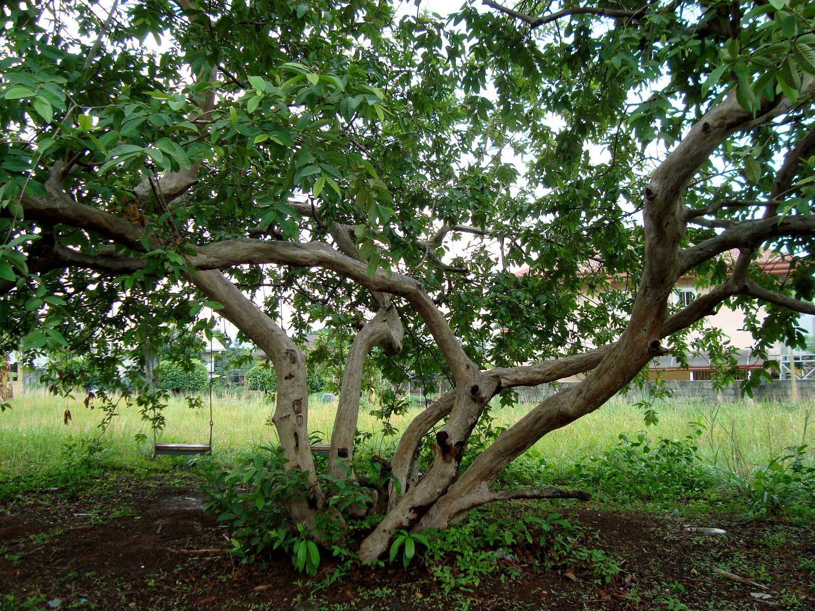 Detail Pictures Of Guava Trees Nomer 16