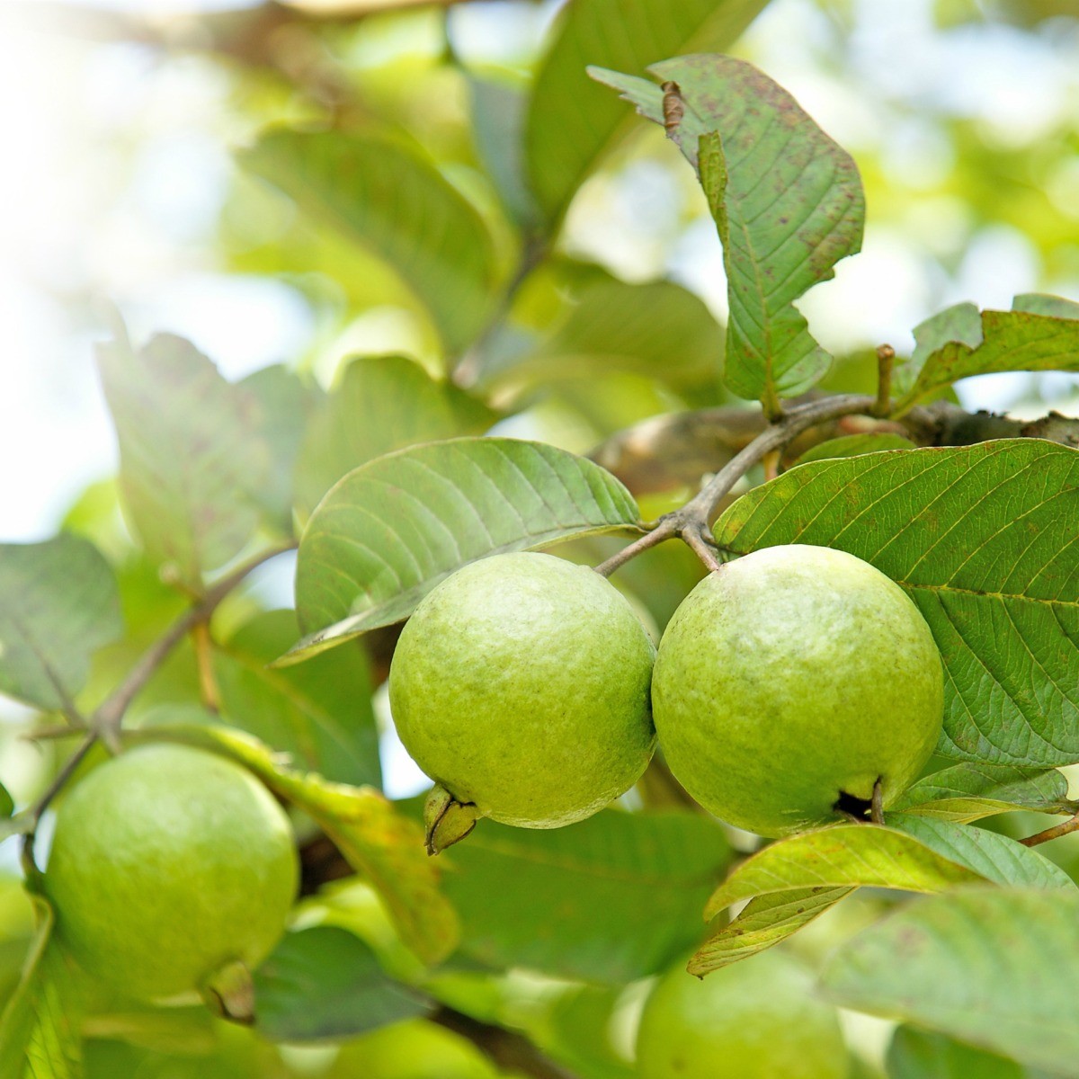 Detail Pictures Of Guava Trees Nomer 17
