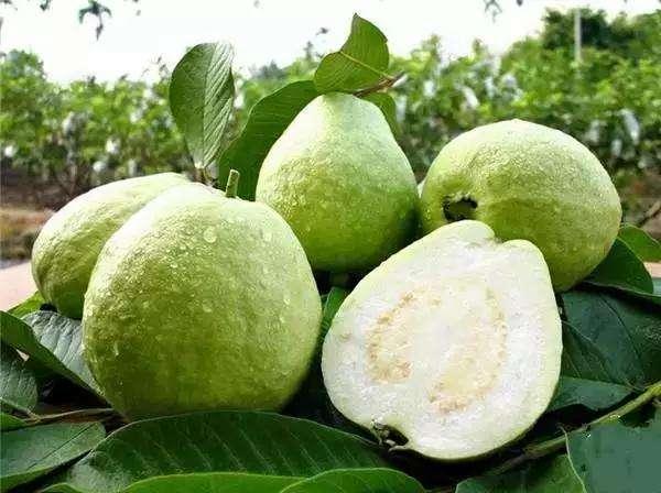 Detail Pictures Of Guava Trees Nomer 18