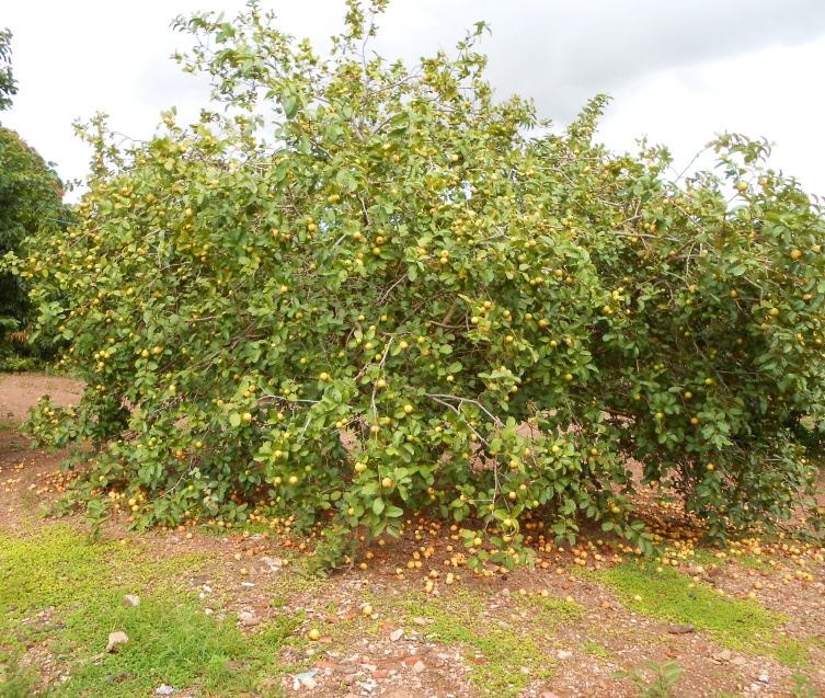 Detail Pictures Of Guava Trees Nomer 2