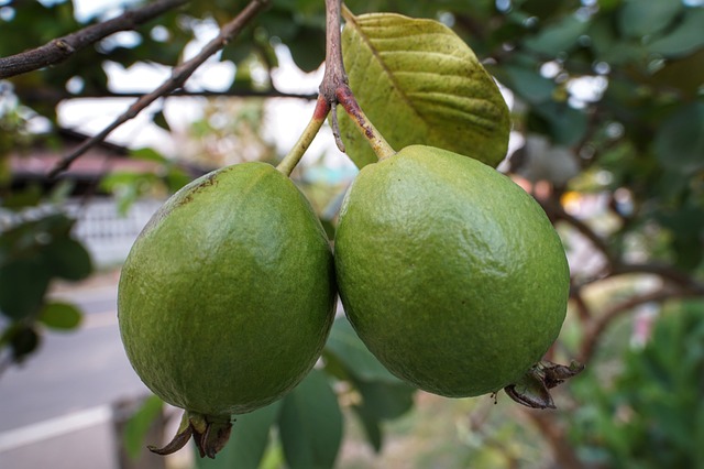 Detail Pictures Of Guava Trees Nomer 20
