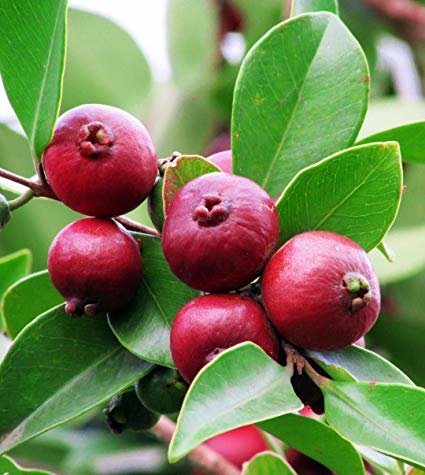 Detail Pictures Of Guava Trees Nomer 21