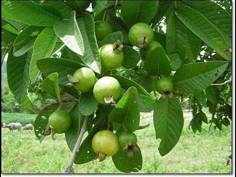 Detail Pictures Of Guava Trees Nomer 23