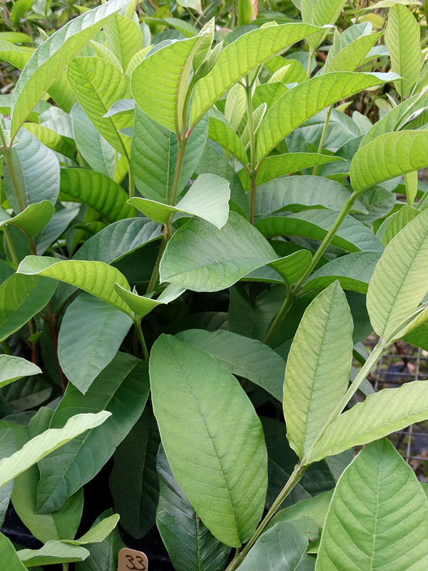 Detail Pictures Of Guava Trees Nomer 24