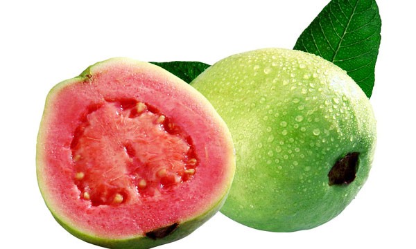 Detail Pictures Of Guava Trees Nomer 25