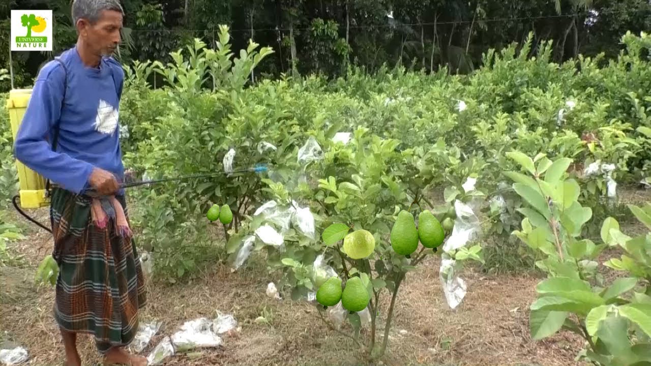 Detail Pictures Of Guava Trees Nomer 26