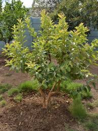 Detail Pictures Of Guava Trees Nomer 27