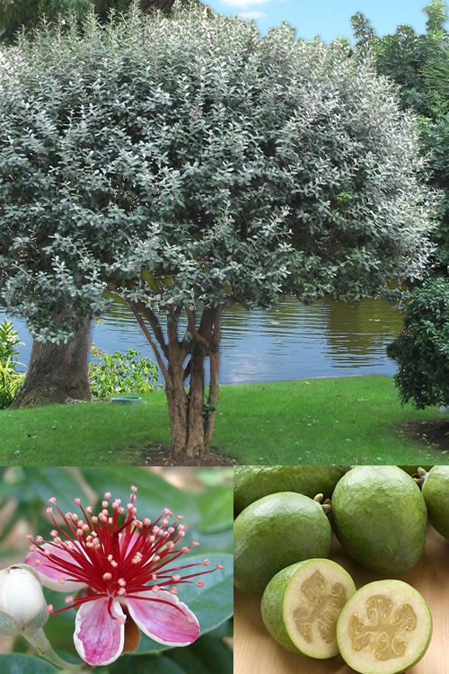 Detail Pictures Of Guava Trees Nomer 29