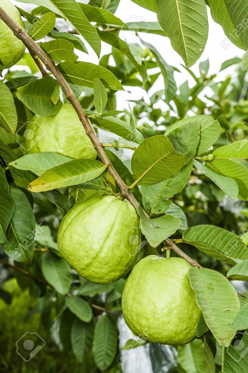 Detail Pictures Of Guava Trees Nomer 31