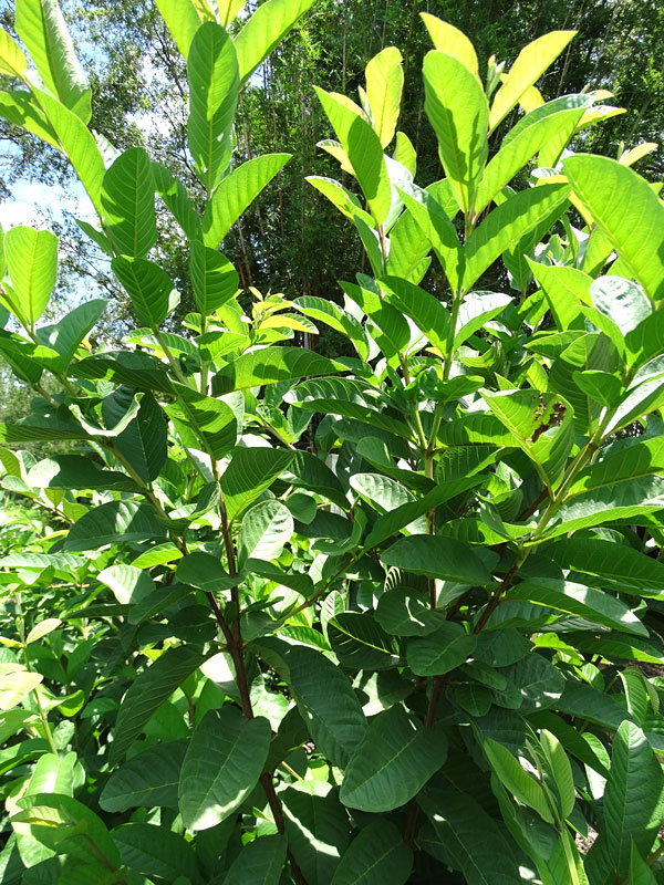 Detail Pictures Of Guava Trees Nomer 32