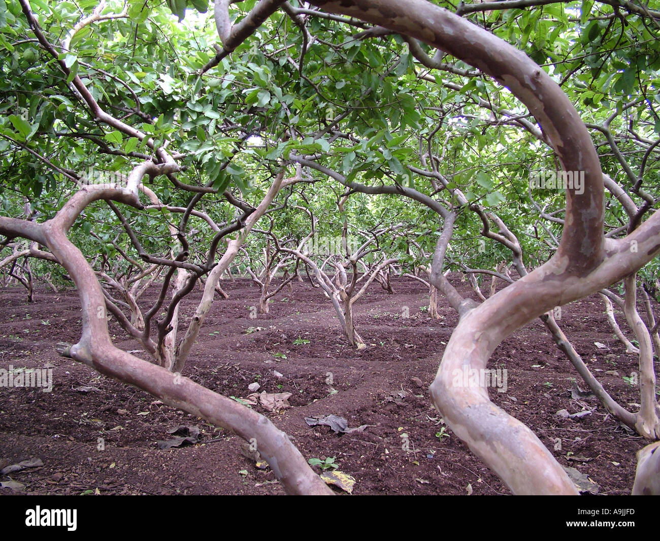 Detail Pictures Of Guava Trees Nomer 33