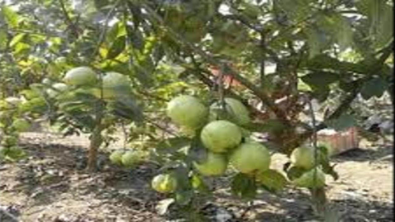 Detail Pictures Of Guava Trees Nomer 34