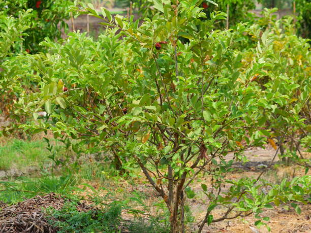 Detail Pictures Of Guava Trees Nomer 3