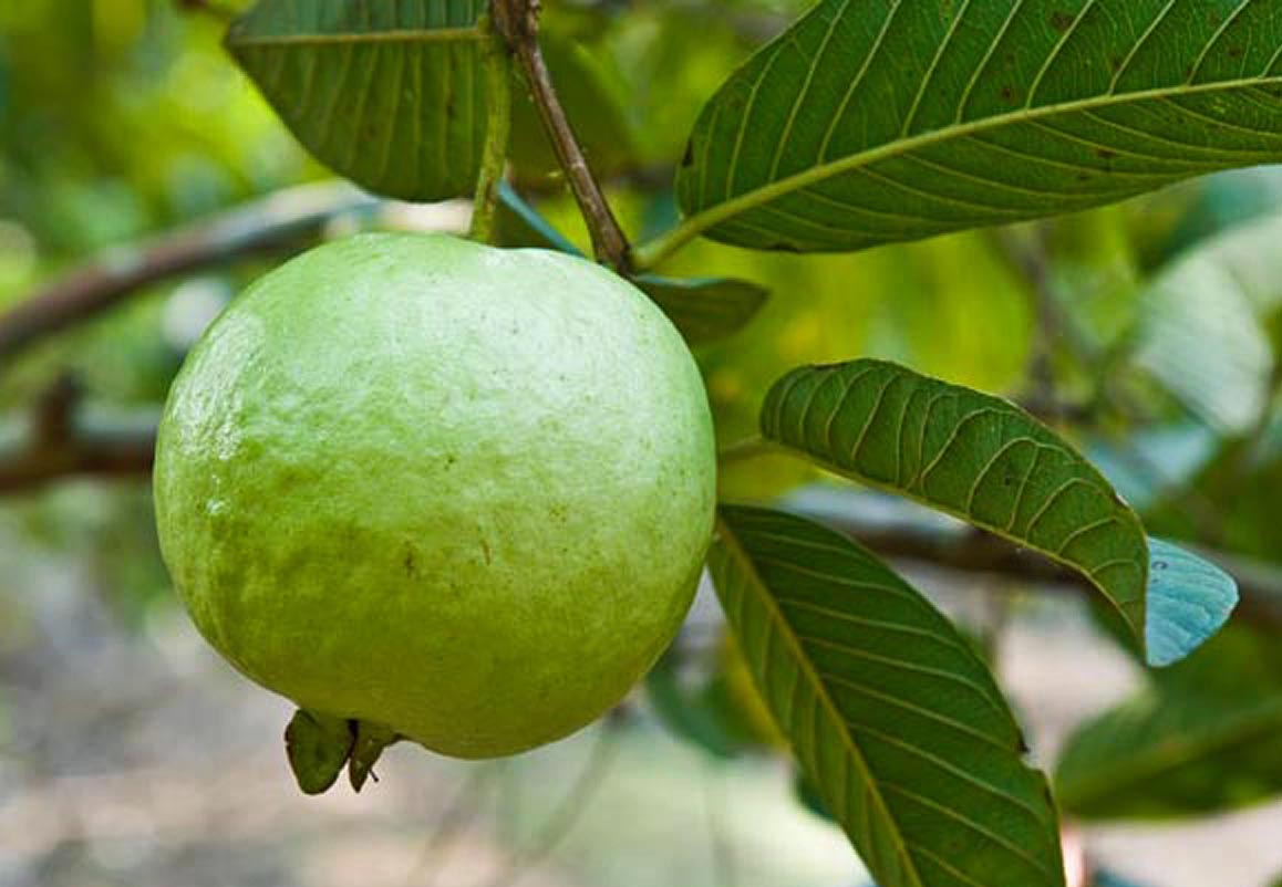 Detail Pictures Of Guava Trees Nomer 35