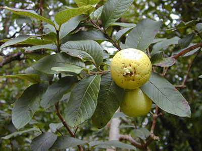 Detail Pictures Of Guava Trees Nomer 36