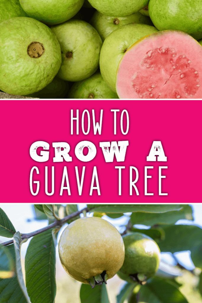 Detail Pictures Of Guava Trees Nomer 38