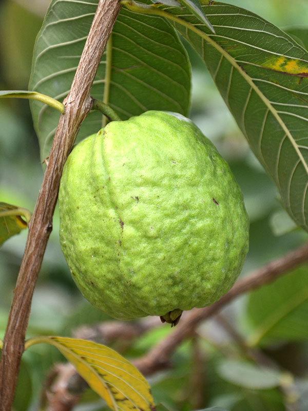 Detail Pictures Of Guava Trees Nomer 40