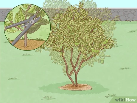 Detail Pictures Of Guava Trees Nomer 41
