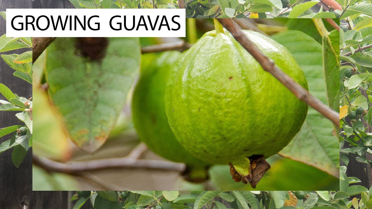 Detail Pictures Of Guava Trees Nomer 43