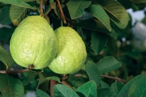 Detail Pictures Of Guava Trees Nomer 44