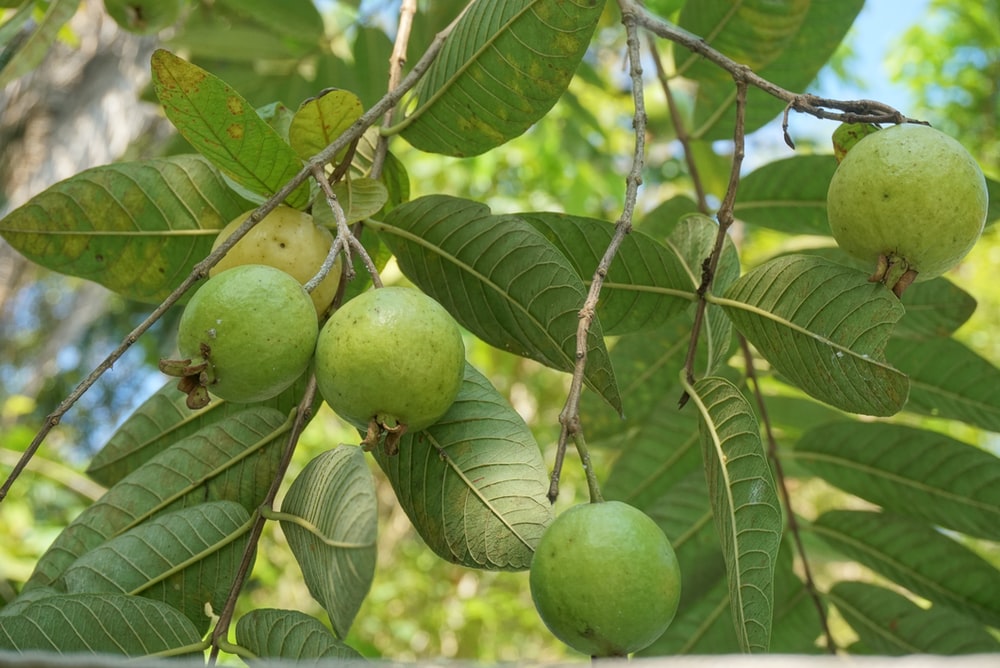Detail Pictures Of Guava Trees Nomer 4