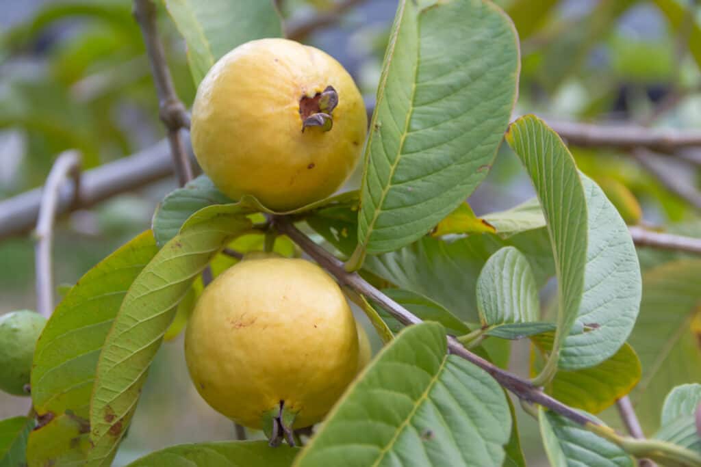 Detail Pictures Of Guava Trees Nomer 6