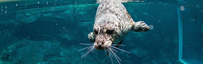 Detail Pictures Of Harbor Seals Nomer 32