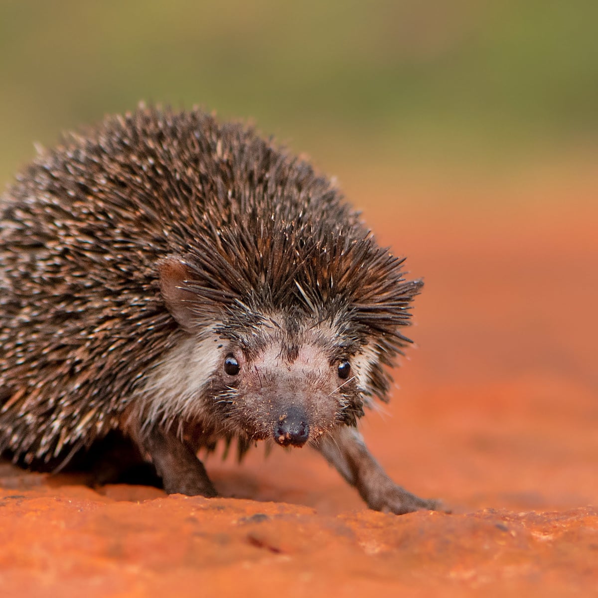 Detail Pictures Of Hedgehog Nomer 32