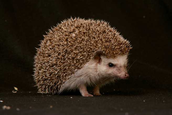Detail Pictures Of Hedgehog Nomer 33