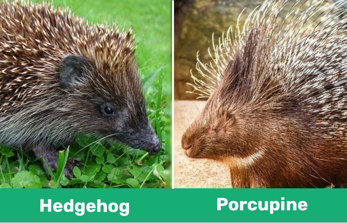 Detail Pictures Of Hedgehogs And Porcupines Nomer 10