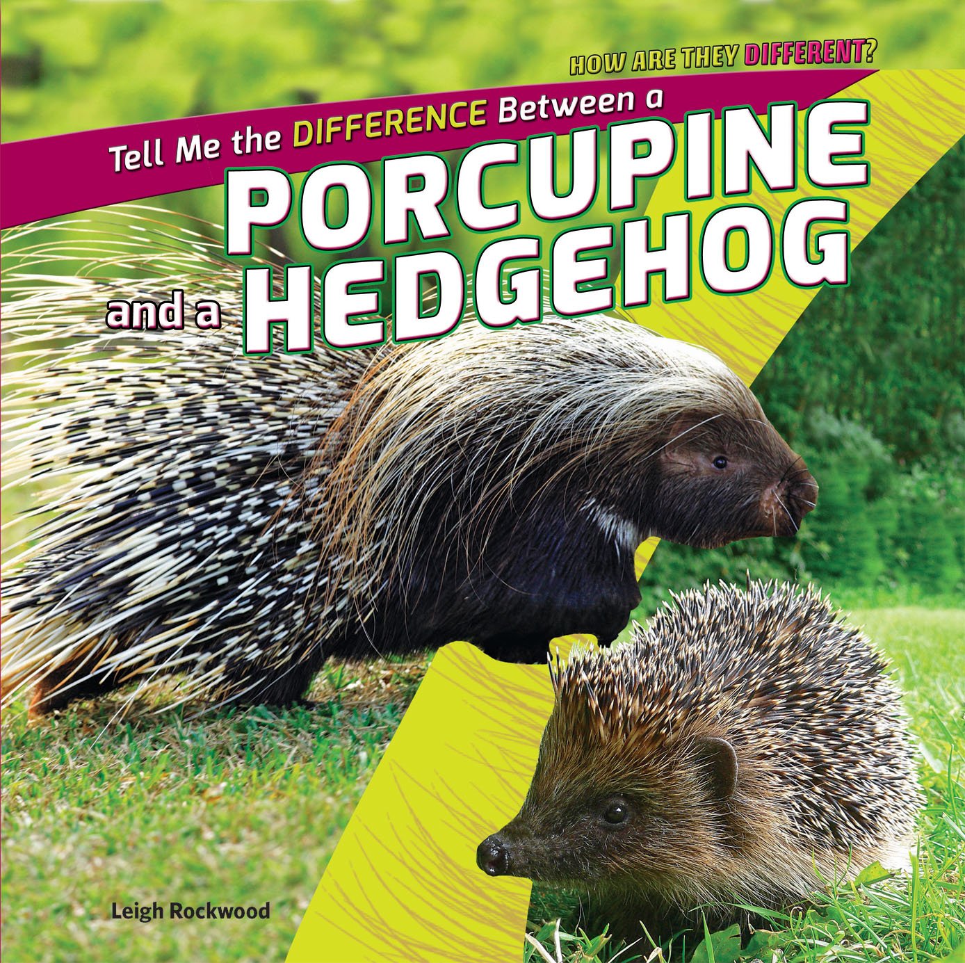 Detail Pictures Of Hedgehogs And Porcupines Nomer 12