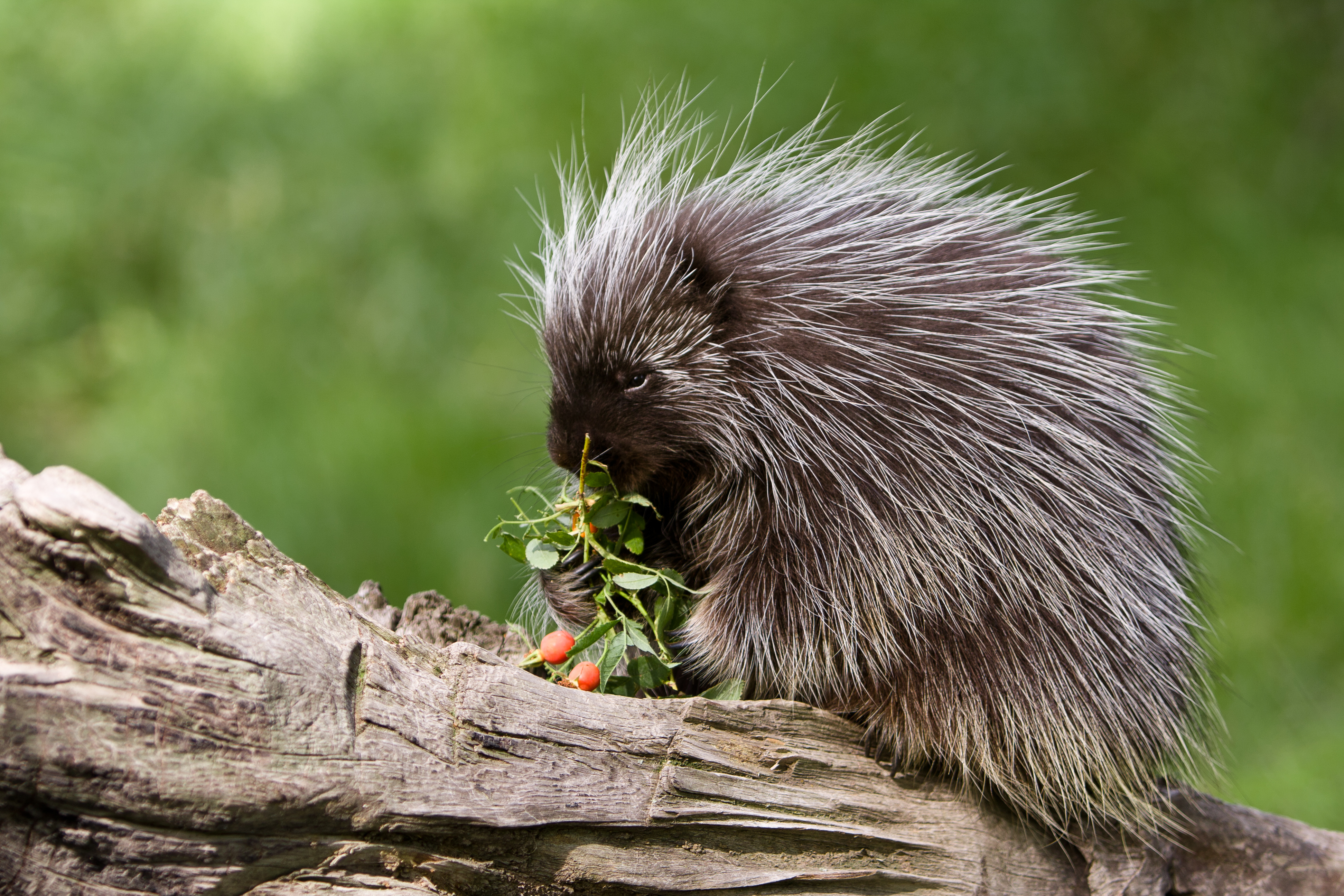 Detail Pictures Of Hedgehogs And Porcupines Nomer 14