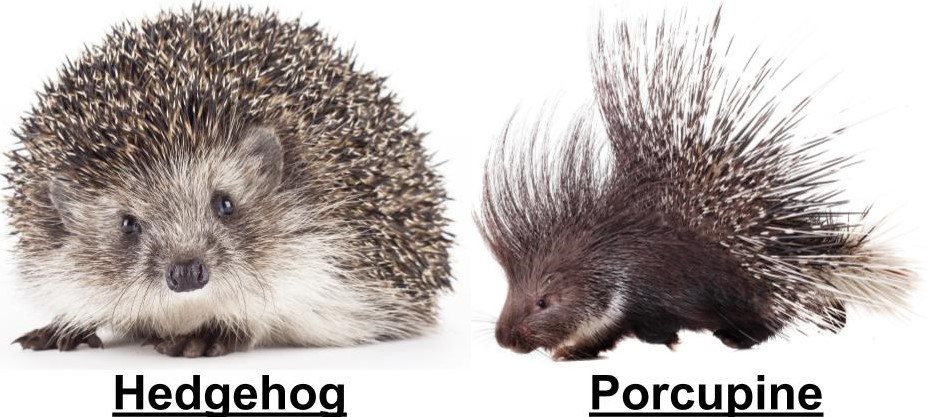 Detail Pictures Of Hedgehogs And Porcupines Nomer 15