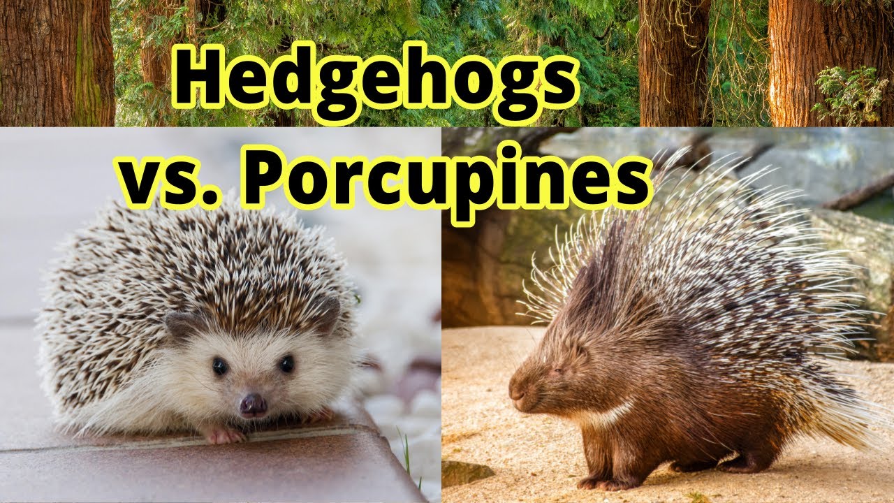 Pictures Of Hedgehogs And Porcupines - KibrisPDR