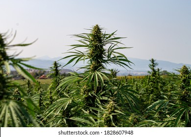 Detail Pictures Of Hemp Plants Nomer 22