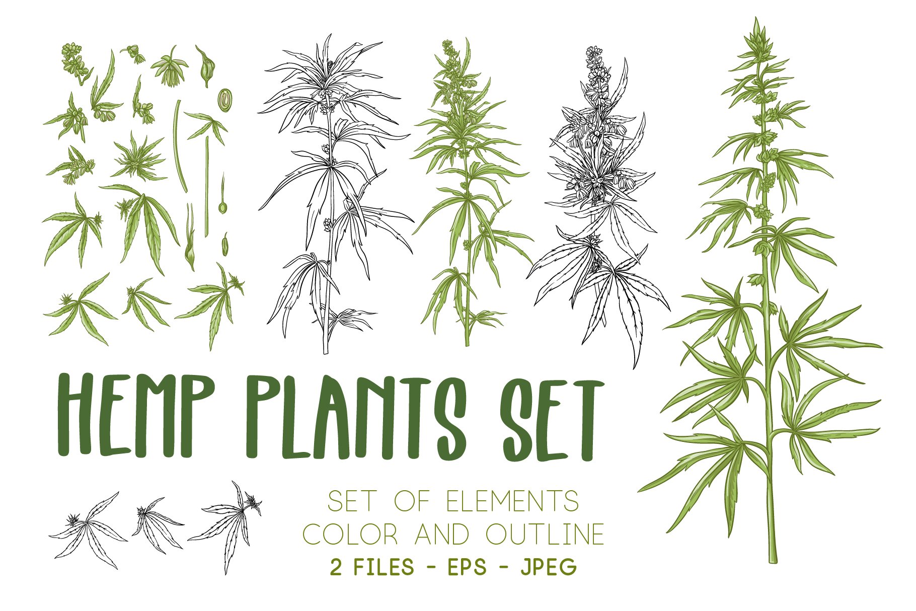 Detail Pictures Of Hemp Plants Nomer 28