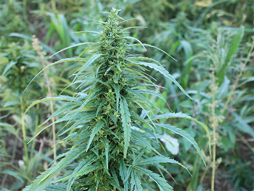 Detail Pictures Of Hemp Plants Nomer 37