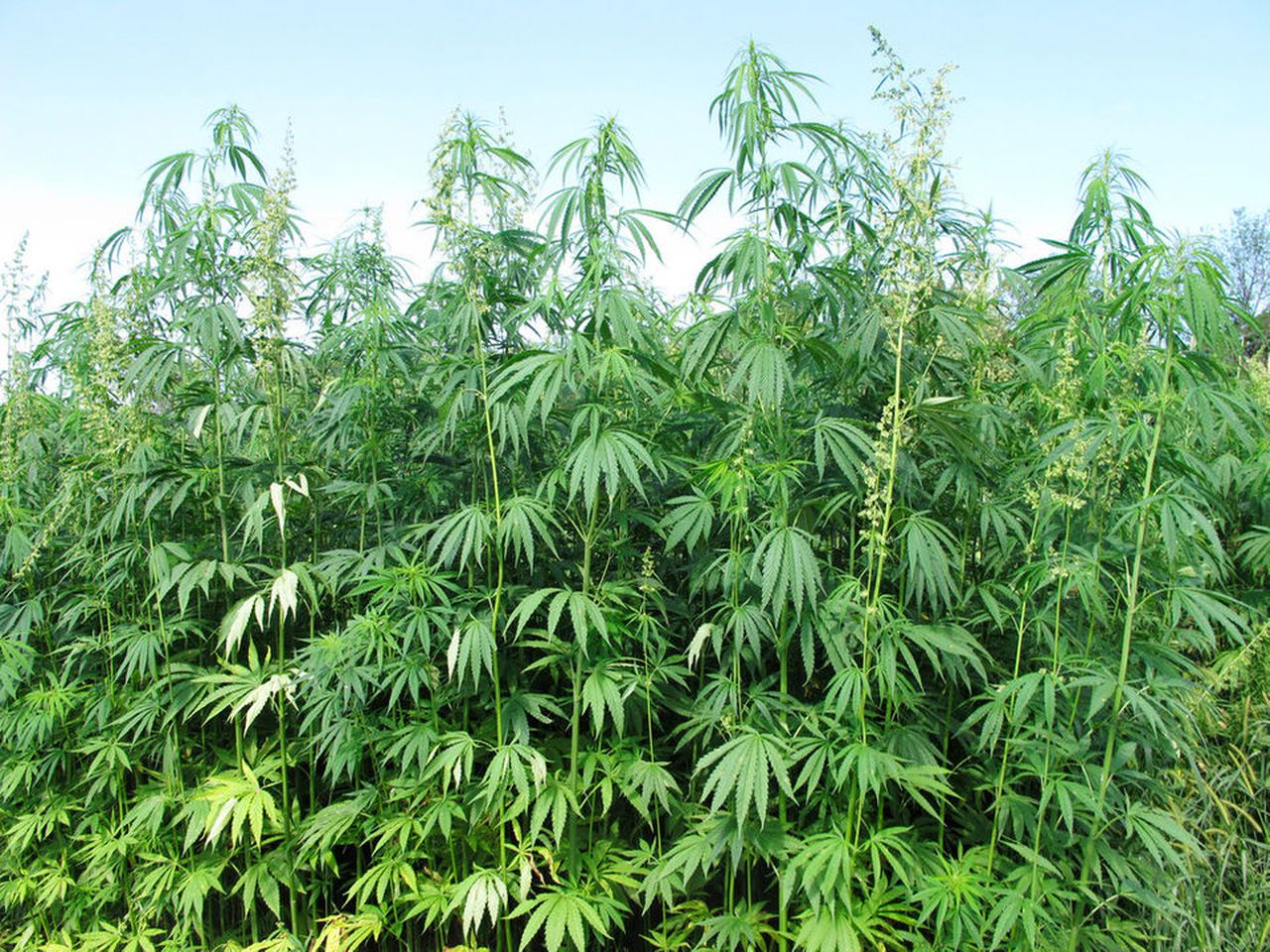 Download Pictures Of Hemp Plants Nomer 43