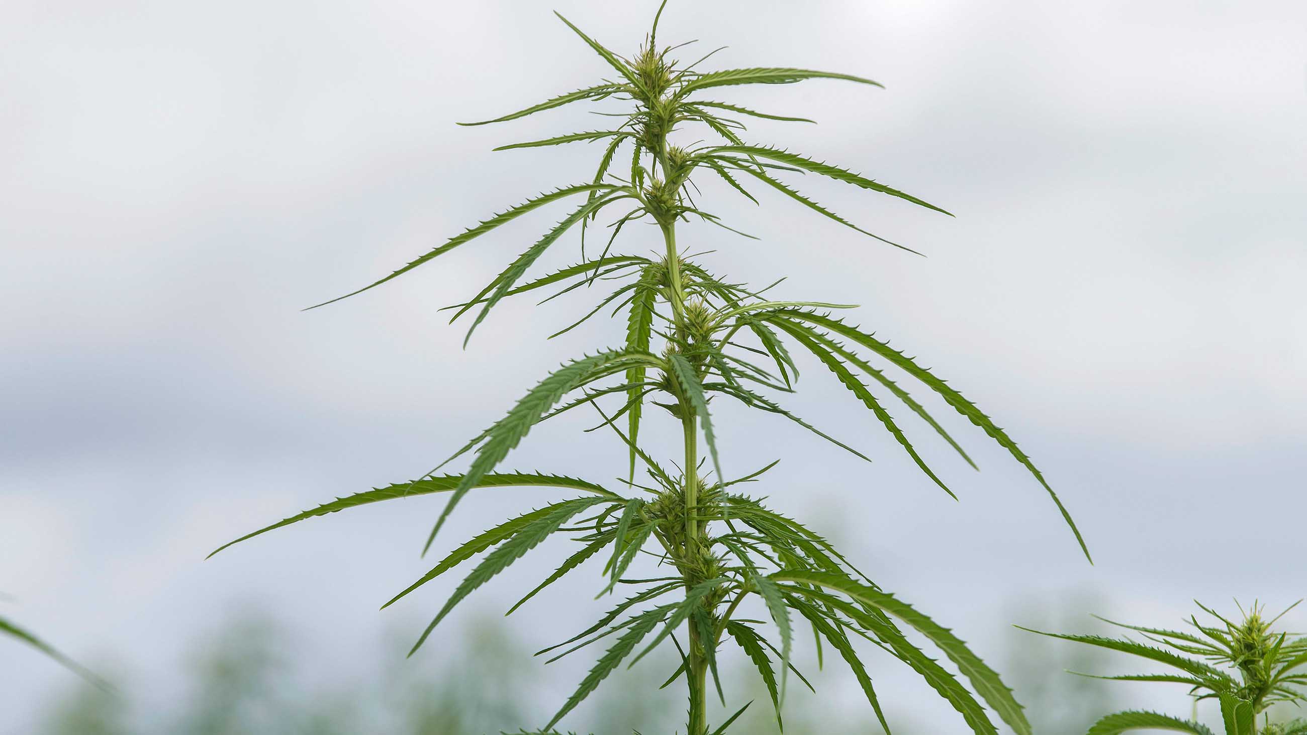 Detail Pictures Of Hemp Plants Nomer 8