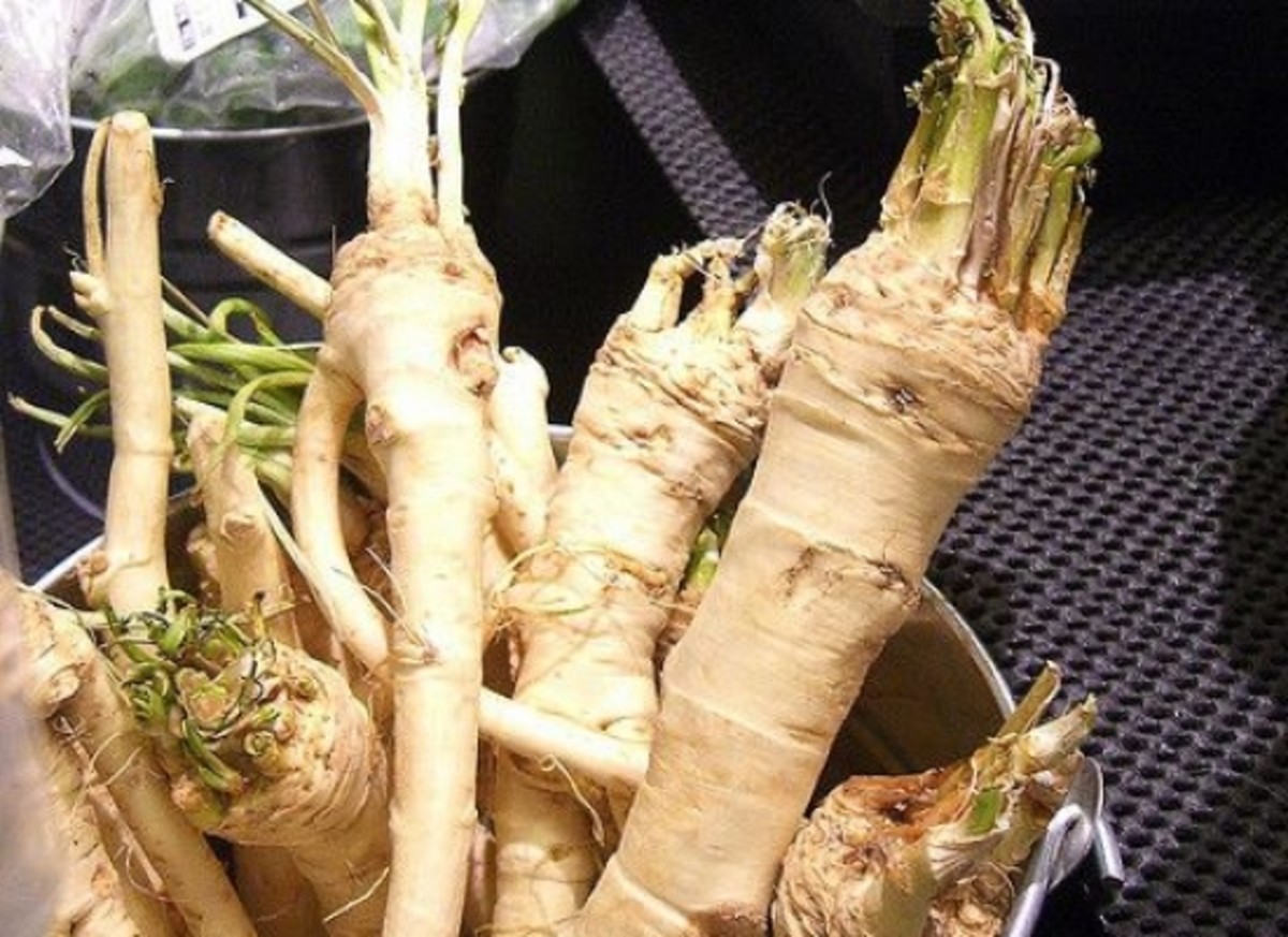 Detail Pictures Of Horseradish Root Nomer 35