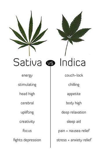Detail Pictures Of Indica And Sativa Nomer 21
