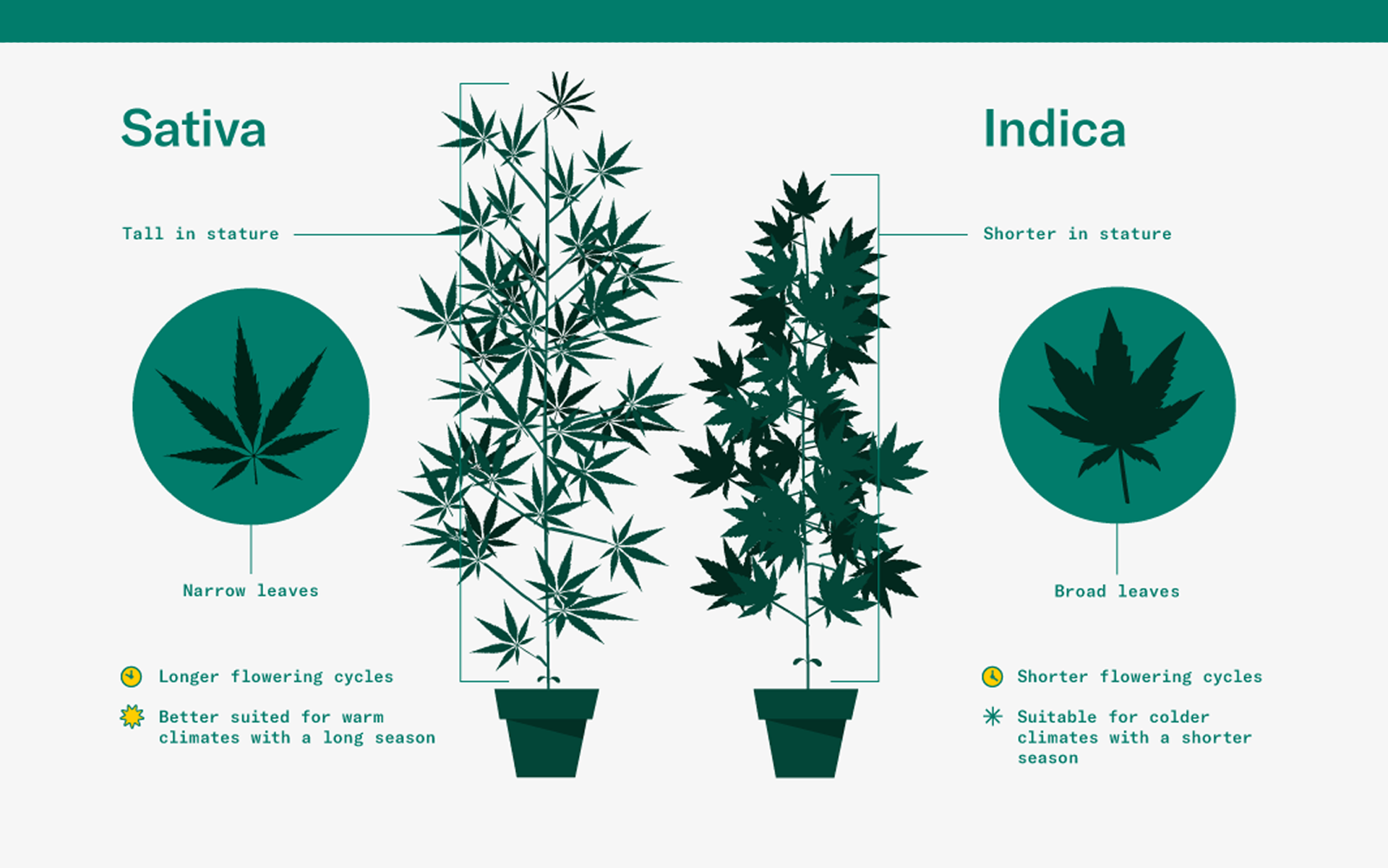 Detail Pictures Of Indica And Sativa Nomer 24