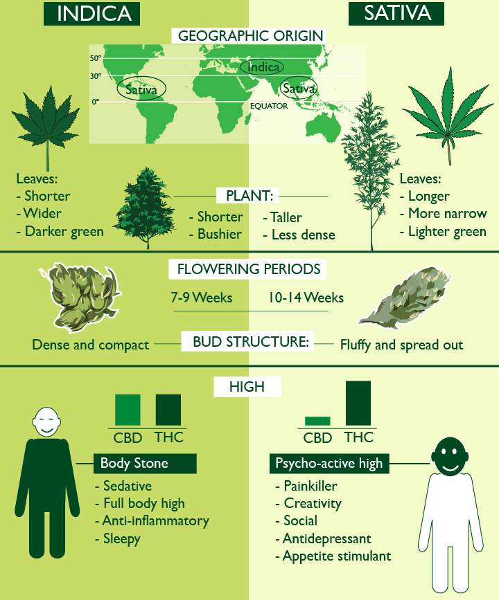 Detail Pictures Of Indica And Sativa Nomer 27