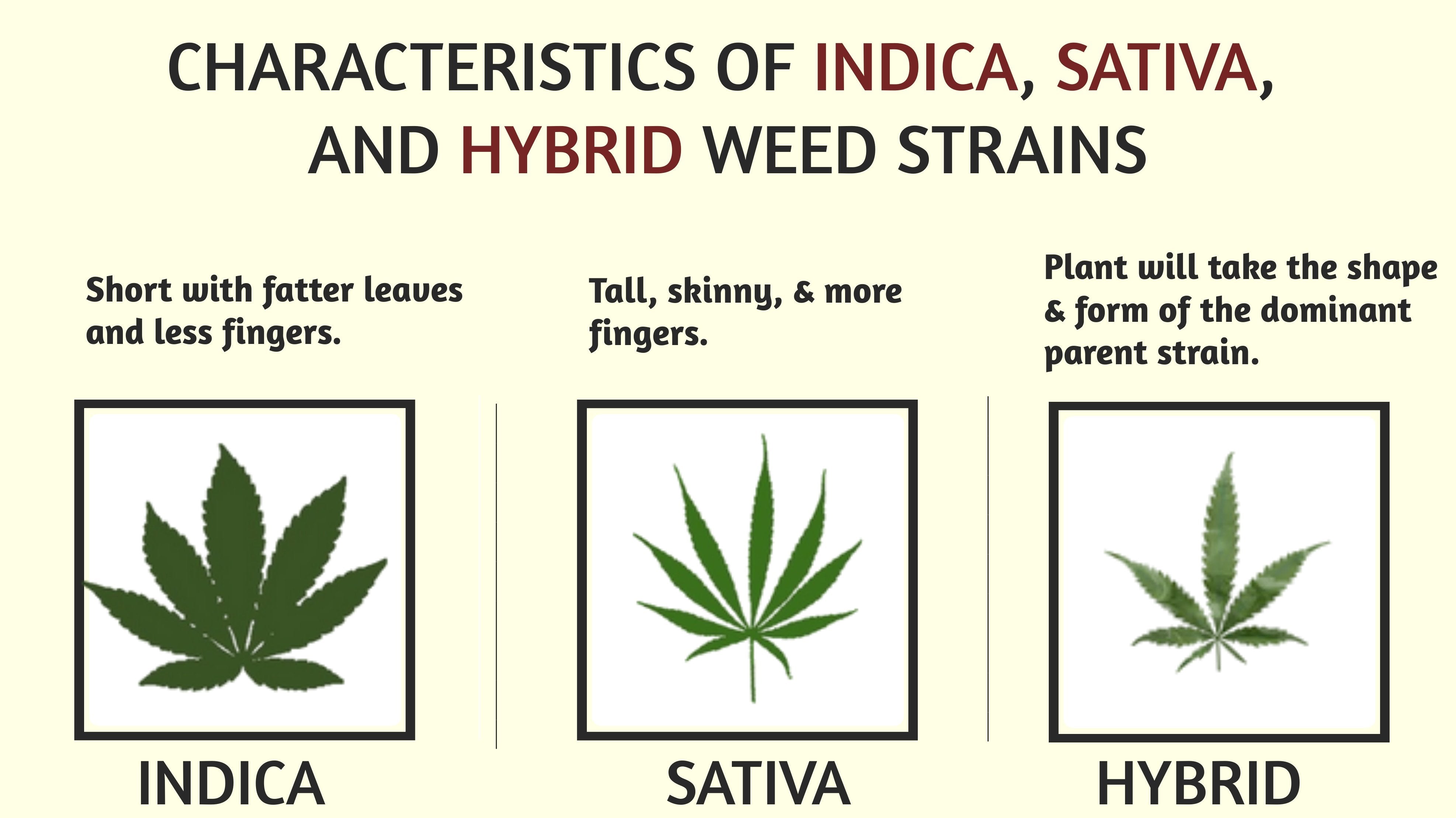 Detail Pictures Of Indica And Sativa Nomer 29