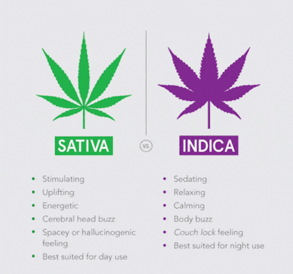 Detail Pictures Of Indica And Sativa Nomer 40