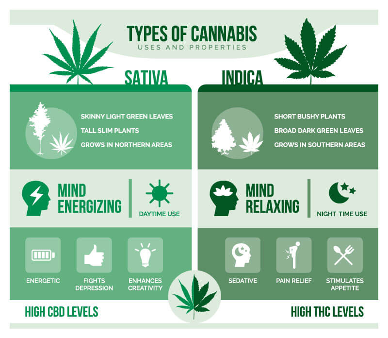 Detail Pictures Of Indica And Sativa Nomer 50