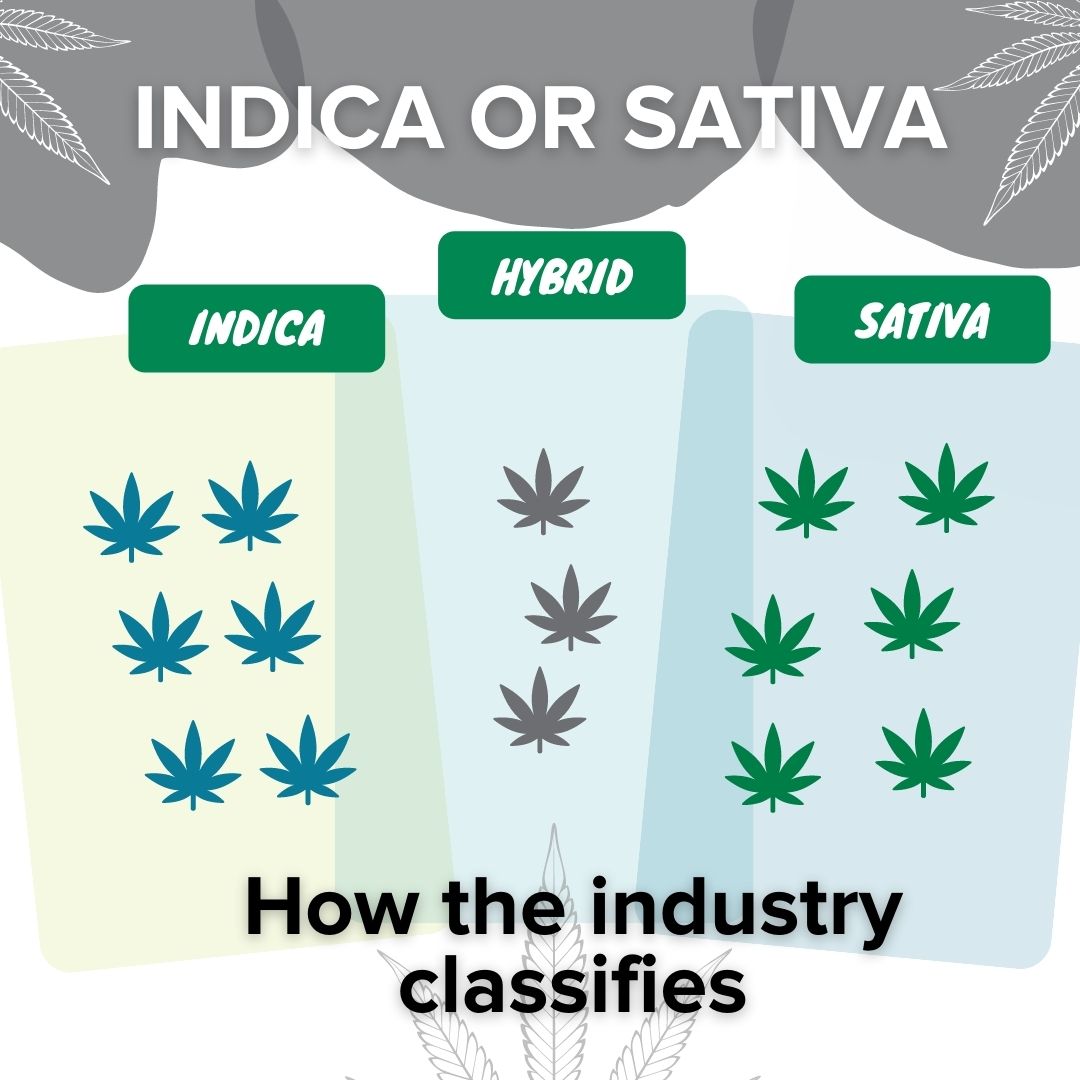 Detail Pictures Of Indica And Sativa Nomer 8
