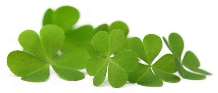 Detail Pictures Of Irish Clovers Nomer 29