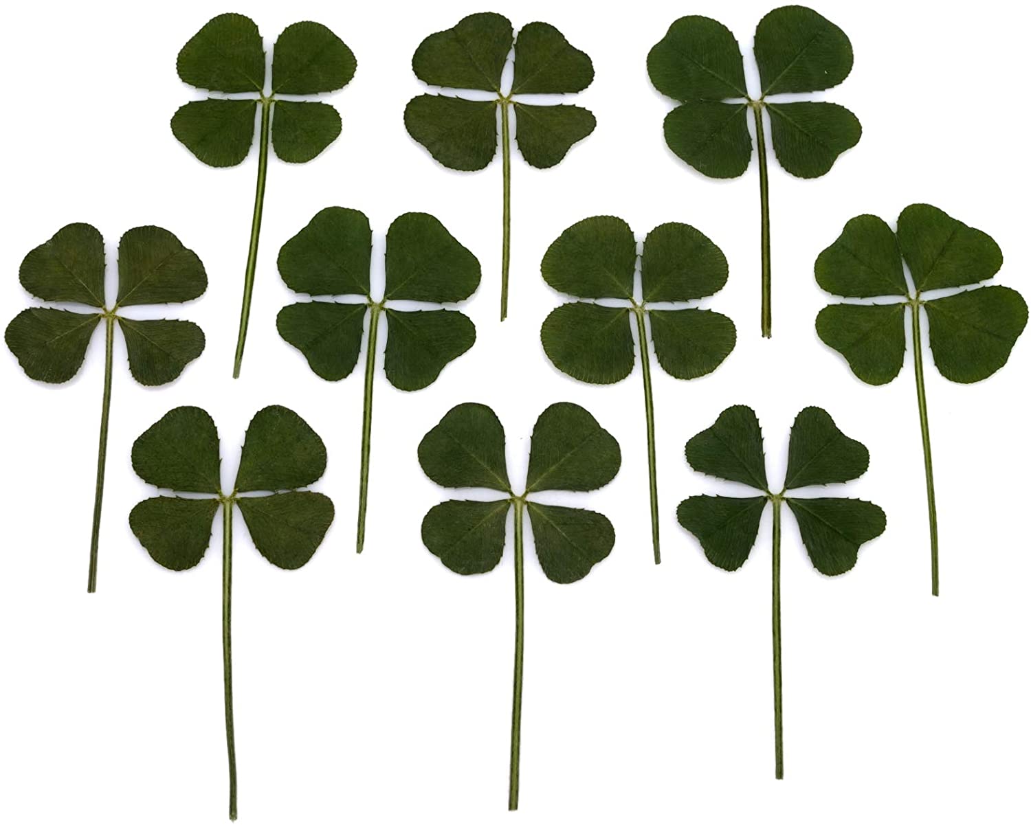 Detail Pictures Of Irish Clovers Nomer 50